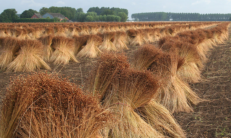 notPERFECTLINEN-free_of_harmfull_instances